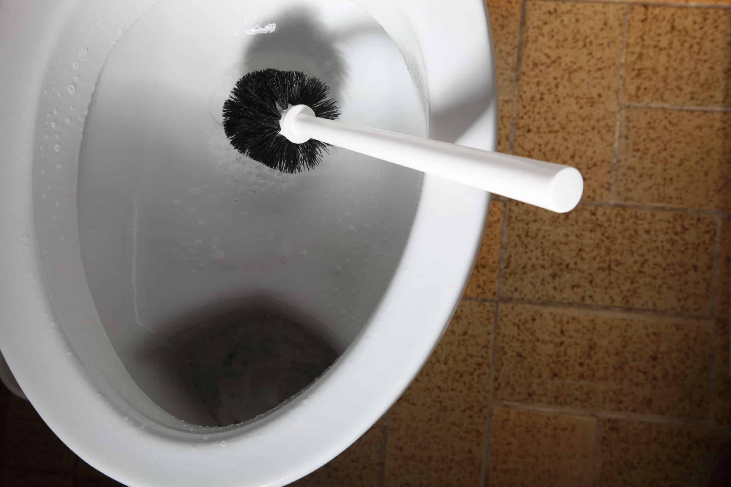 Black Mold In Your Toilet? Here's what to do... (updated September 2024)
