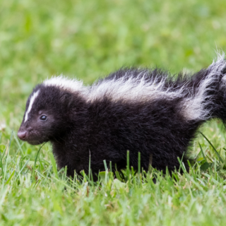 why does my house smell like skunk?