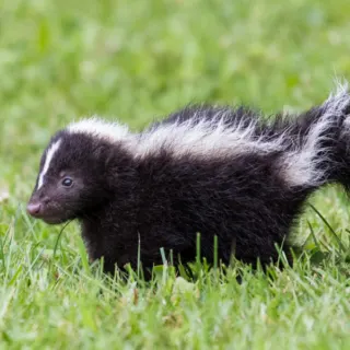 why does my house smell like skunk?