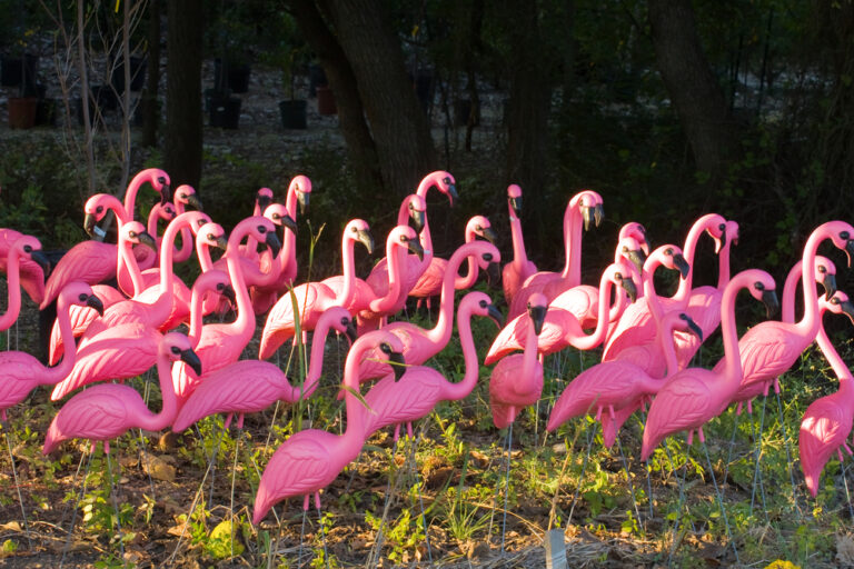 Flamingos in Yard Meaning (May 2024)