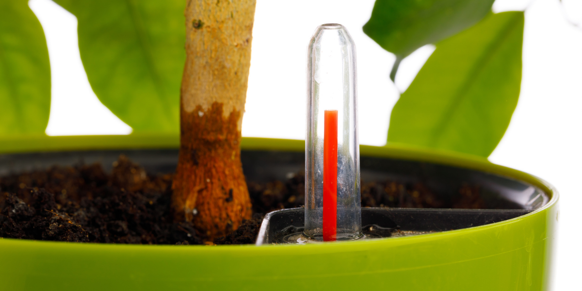 Do plant watering globes work? (June 2024)