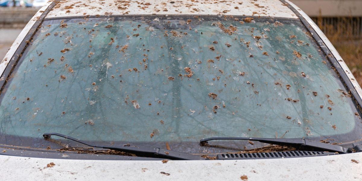 How To Stop Birds From Pooping On My Patio Answers Within! (July 2024)